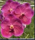 Vanda Arayangura 'Shocking Pink'