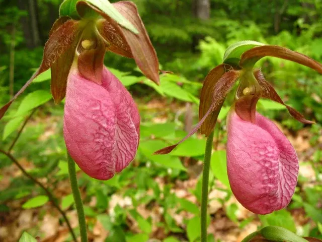 Cypripedium acaule (Cypripedium)