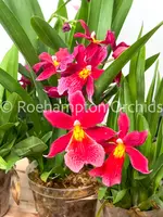 Burrageara (Oncidopsis ) Nelly Isler — Blooming Size