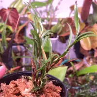 Mediocalcar bifolium