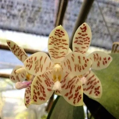 Phalaenopsis Sumatrana X Phal. Gigantea (Phalaenopsis)