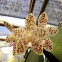 Phal. Sumatrana X Phal. Gigantea