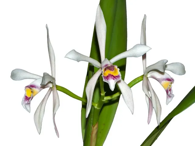 Cattleya iricolor (Cattleya)