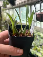 Brasiliorchis ( Maxillaria ) schunkeana