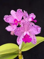Cattleya amethystoglossa 4N