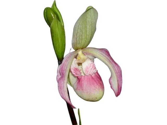 Phragmipedium Sheila Riggs (Phragmipedium)