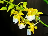 Aeridovanda Kasorn's Orchid Tactic