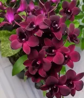 Red Town Seedling
