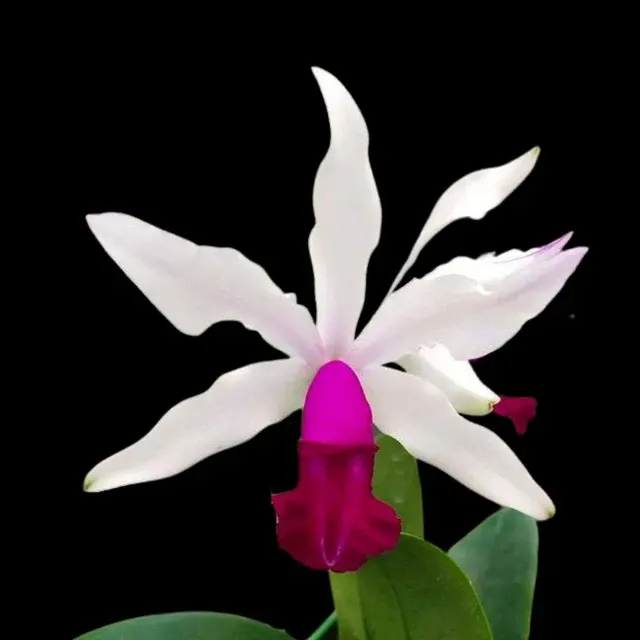 Cattleya violacea var semi alba (Cattleya)