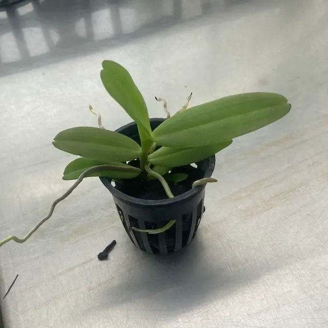Robiquetia spathulata (Robiquetia)