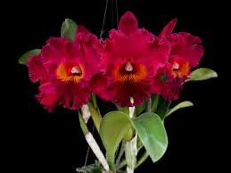 Rhyncholaeliocattleya Subprasert Red MC