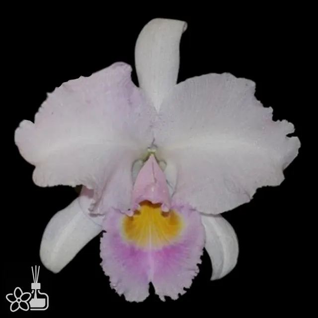 Cattleya schroderae 'MDP x KS'