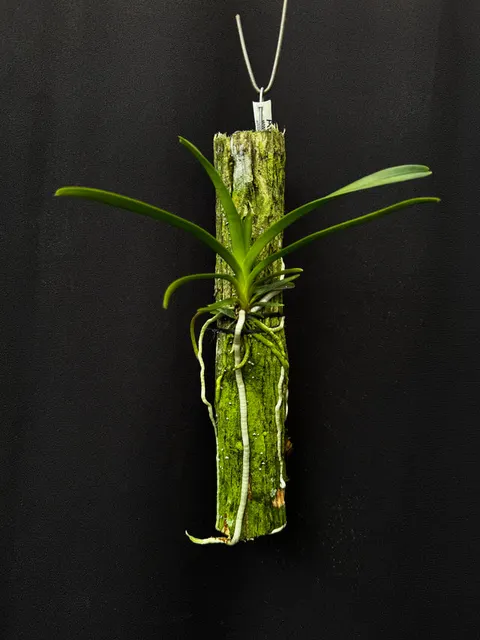 Vanda barnesii (Vanda)