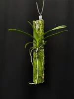 Vanda barnesii