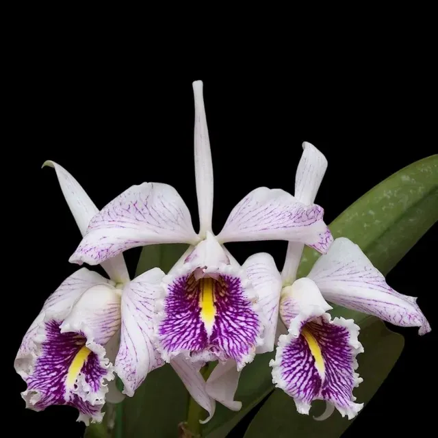 Cattleya maxima var semi alba (Cattleya)
