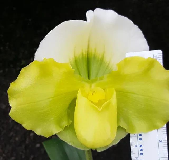 Paphiopedilum Pacific Titan 'Moongold' (Paphiopedilum)