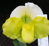 Paphiopedilum Pacific Titan 'Moongold'
