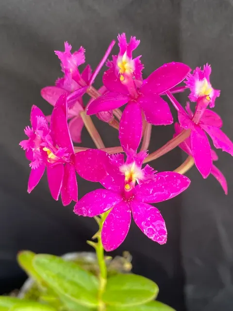 Epidendrum Miracle Valley 'Nodeshika' (Epidendrum)