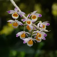 Dendrobium crystallinum