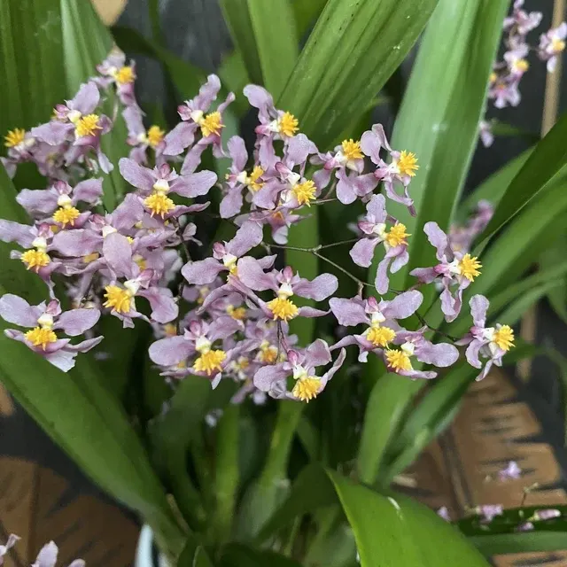 Oncidium Ornithorhynchum - Exemplare Bogate