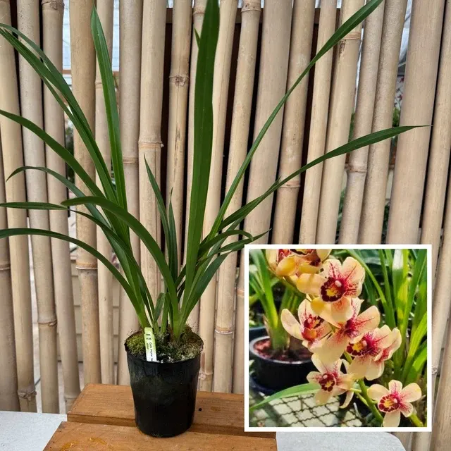 Cymbidium Prakai-Dao 'Orion' (Cymbidium)