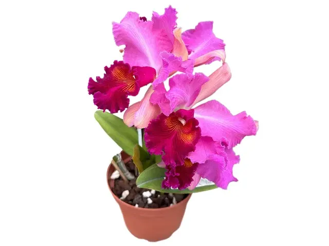 Rhyncholaeliocattleya Qinti (Rhyncholaeliocattleya)