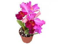 Rhyncholaeliocattleya Qinti