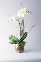 Double Stem Phalaenopsis Orchid