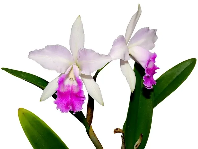 Cattleya Maria Elena Cazar (Cattleya)