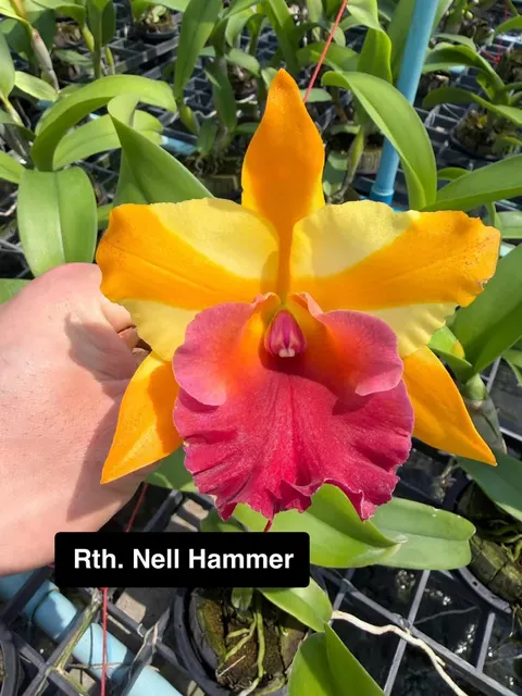 Rhyncholaeliocattleya Nell Hammer ‘Red Lip’ (Rhyncholaeliocattleya)
