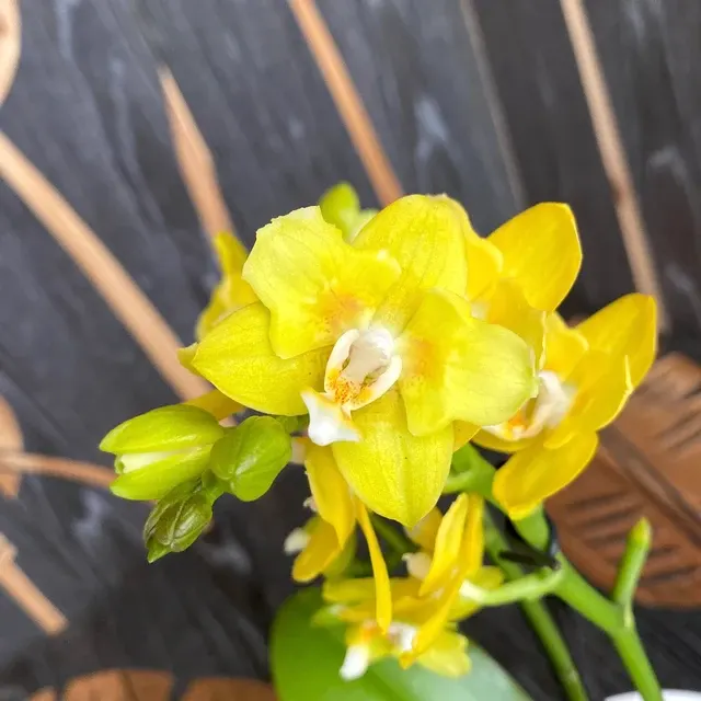 Phalaenopsis *parfumata 'Yellow Chocolate'