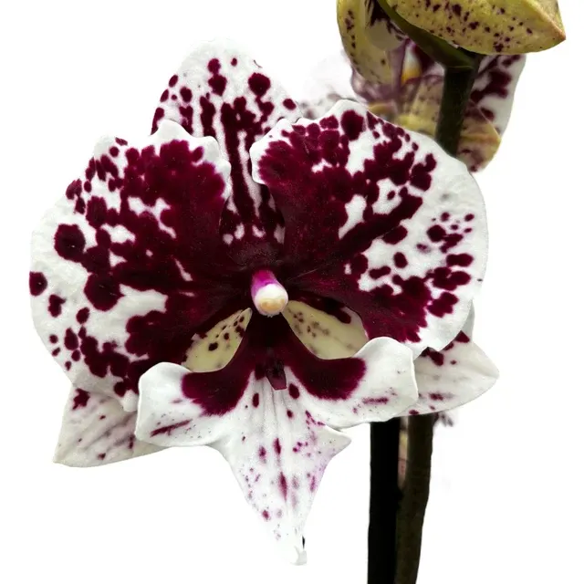 Phalaenopsis JC Maria Mar