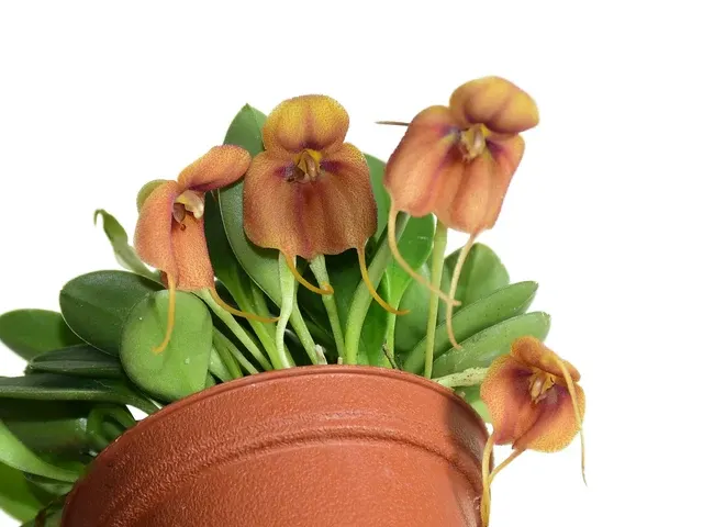 Masdevallia rubiginosa (Masdevallia)