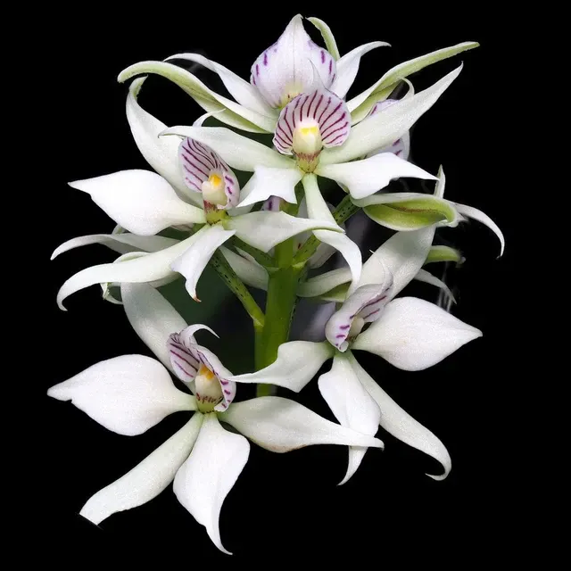 Encyclia fragrans (Encyclia)