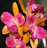 Rhyncholaeliocattleya Tangsakol Glory 'Eventide'