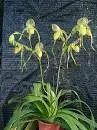 Paphiopedilum MOUNT TORO ALBUM (stonei album x philippinense album)
