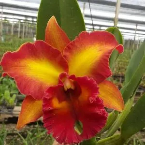 Rhyncholaeliocattleya Chomthong Fancy (Rhyncholaeliocattleya)