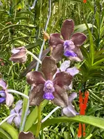 Vanda Motes Purple Streak (2735)