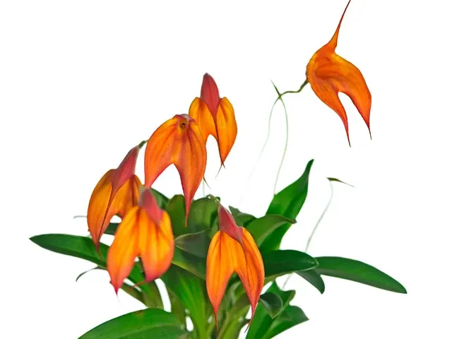 Masdevallia Falcata (Masdevallia)