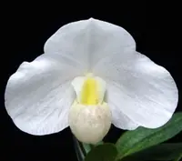 Paphiopedilum Sugar Suite (niveum ‘CY Big’ x Paph. emersonii ‘2016 Big’) 5938