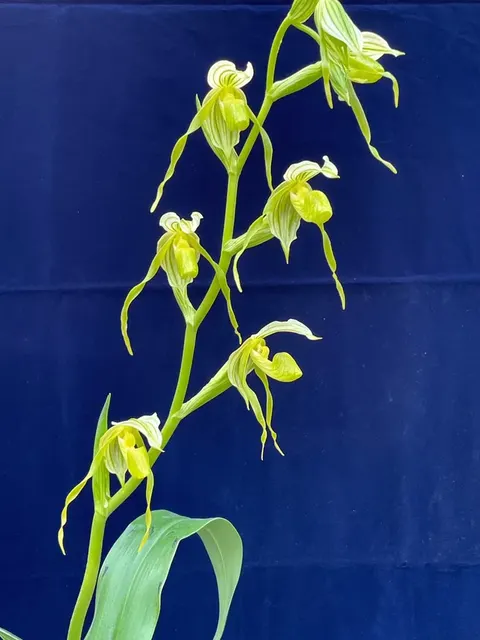 Paphiopedilum kalopakingii (Paphiopedilum)