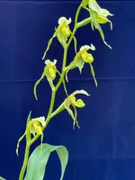 Paphiopedilum kalopakingii fma album