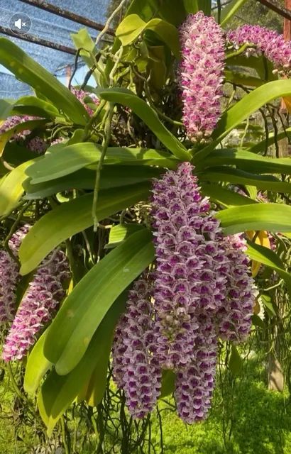 Rhynchostylis gigantea 'Pink Spots' (Rhynchostylis)