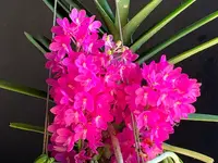 Ascocentrum ampullaceum