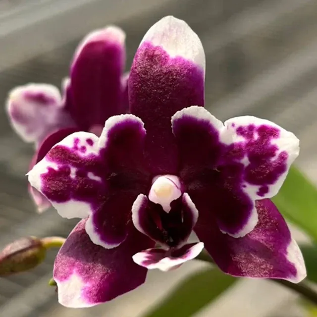 Phalaenopsis Kdares Twinkle
