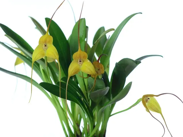 Masdevallia instar (Masdevallia)