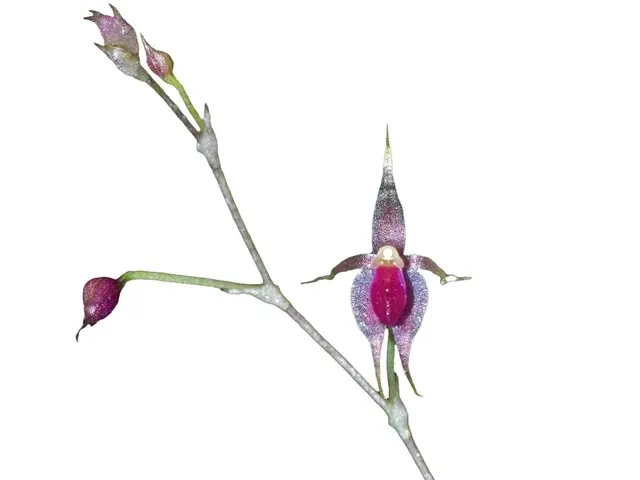 Platystele jesupiorum (Platystele)