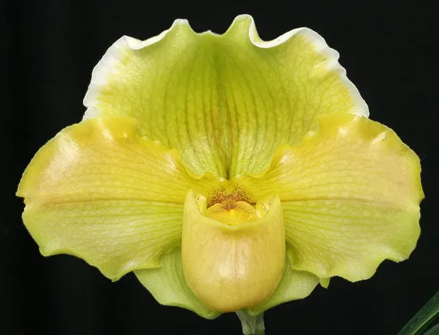 Paphiopedilum Coro Oro X Donna Hanes '295'