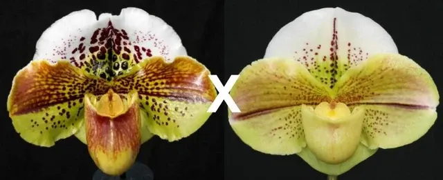 Paphiopedilum Kinzua AM/AOS X 'Buffo' (Paphiopedilum)