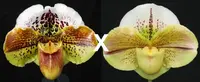 Paphiopedilum Kinzua 'Buffo' AM/AOS x (Shillelagh x Acclamation) 'Mega Moon'
